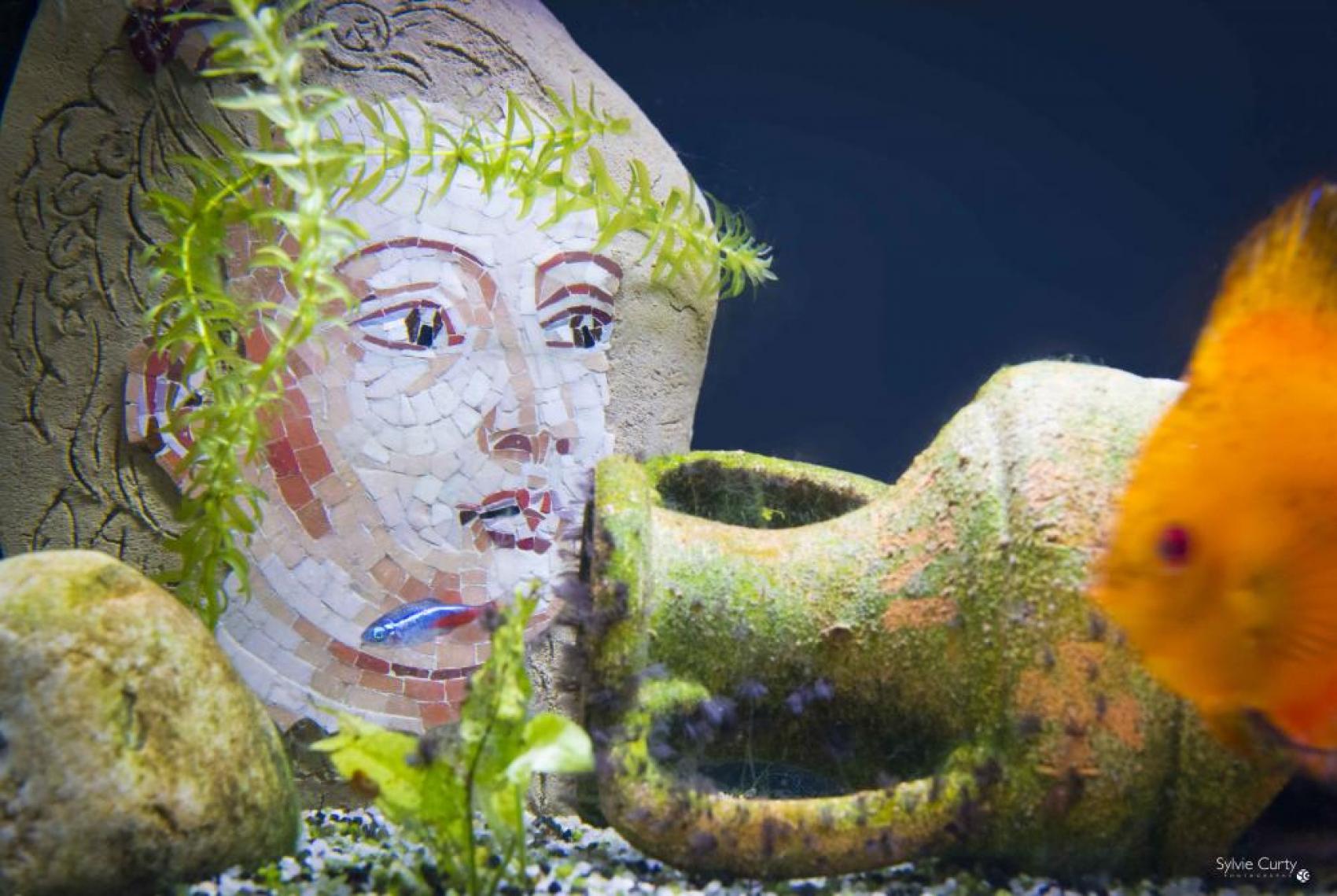 Installation Atlantes, mosaïque contemporaine immergée, décoration aquarium, Paris